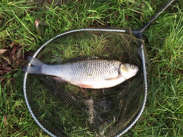 Fish caught from River Thame