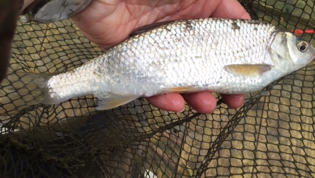 Fish caught from River Thame