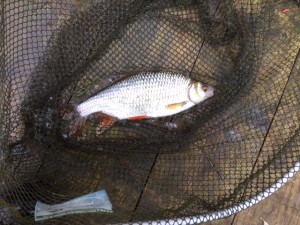 Fish caught from River Thame