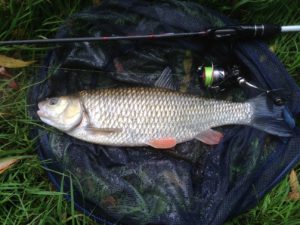 Good sized chub caught from the river thame